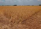 Emergencia Agropecuaria: se elevó el pedido ante el Ministerio de Desarrollo Agrario