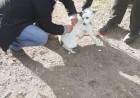 Cómo actuar ante la mordedura de un animal