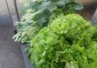Verdura fresca al Hospital de la huerta Municipal