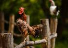 "Yo a mi gallo no lo voy a sacar"