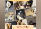 Entrega de un Rollo (50 metros) de Tela Mediasombra, al Refugio Canino Municipal