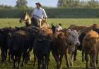 Indicadores para enfrentar el estrés calórico que enfrentan los vacunos