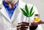 Estudio del Cannabis