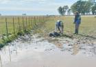 Tristeza e impotencia de un productor al que una jauría le mató varias ovejas