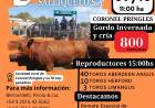 Ganadera Salliqueló rematará en la 78° Exposición Ganadera
