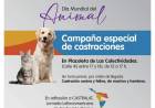 Castración Masiva en la Plaza de las Colectividades