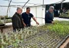 El Vivero Municipal Las Achiras se encuentra en una destacada etapa de producción de varias especies arbóreas