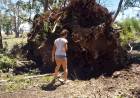 "Sufrimos caída de árboles de más de 130 años, tristísimo"