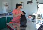 Castraciones de perros y gatos: Nuevo plan de trabajo para este año