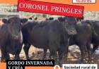 Nuevo remate de Ganadera Salliqueló en Pringles