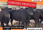 Remate de ganadera salliquelo reprogramado para el Martes 7 de Julio