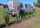 Plantación de árboles: Continúan las acciones en distintos sectores de la ciudad