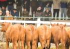 Remate con lotes destacados