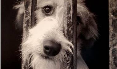 Proyecto de Ordenanza del Control Ético de Fauna Urbana