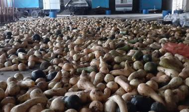 Cosechan toneladas de zapallos donados a la Comuna local