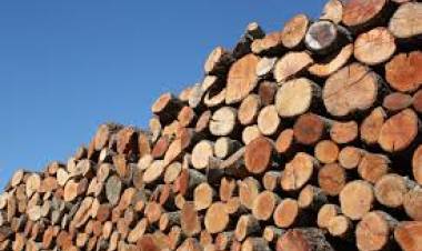 Pretende formar una Comisión Evaluadora para el Banco de Leña