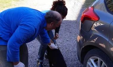 Vacunación antirrábica en foco