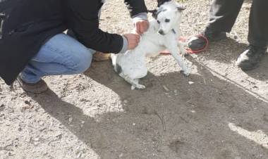 Cómo actuar ante la mordedura de un animal