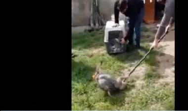 Se encontró y se liberó un ejemplar de zorro gris