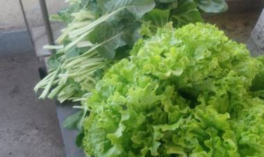 Verdura fresca al Hospital de la huerta Municipal