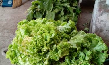 Acelga y lechuga para personas que reciben asistencia alimentaria