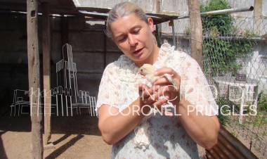 Proyecto Avícola Familiar