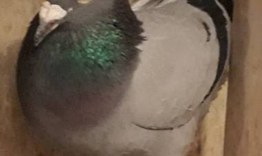 Colombófilas: Anteúltimo vareo cronometrado de año desde Ubajay Entre Ríos en el Campeonato de Fondo