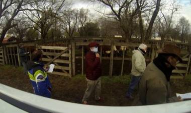 Este sábado Ganadera Salliqueló hace su Remate 17° Aniversario