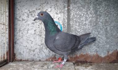 Colombófilas: En la última del Preparación el ganador fue Gustavo Barroti y el campeón Carlos Padelli