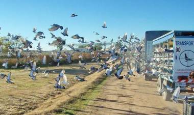 Colombófilas: En la última competencia del año desde Zapala hubo varios ganadores