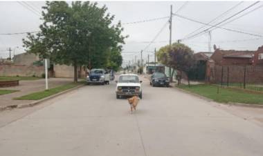 Hurtos, infracción y amenazas