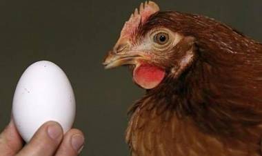 El Huevo o la Gallina