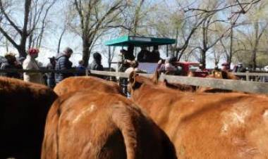 Remate 18° Aniversario de Ganadera Salliqueló