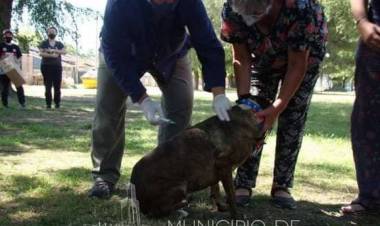 Vacunación antirrábica masiva para perros y gatos