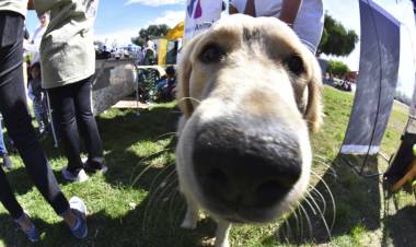 HCD:  Solicitan duplicar el número de castraciones caninas diarias