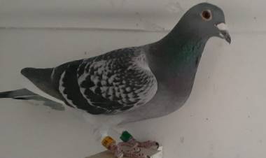 Colombófilas: Gran triunfo de Claudio Caputo en Pichones y de Carlos Padelli en el Mixto en una durísima carrera desde Cañuelas