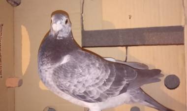 Colombófilas: Los ganadores fueron, José M. Baschiera nuevamente en Pichones y Abel Aguirrezabala en el Mixto