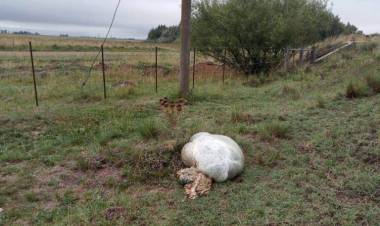 Carnearon dos vacas y desaparecieron seis terneros