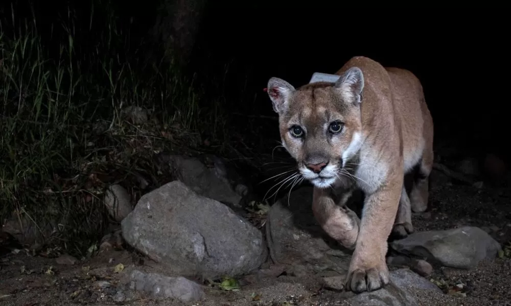 Pescador se enfrentó a un puma y la puede contar