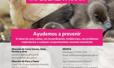 Gripe Aviar: Medidas de Prevención