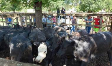 Remate en Pringles de Ganadera Salliqueló