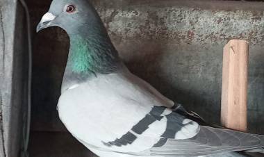 Colombófilas: El Ganador fue Julio "Beby" Castillo en ambas categorías