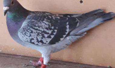 Colombófilas: Contundente triunfo de Daniel y Diego Garaicochea en ambas categorías