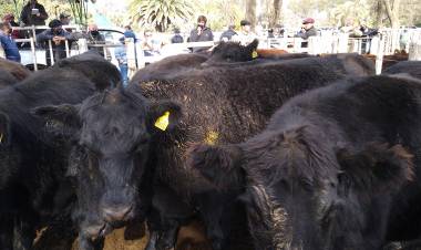 Remate de Ganadera Salliqueló