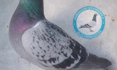 Colombófilas: Triunfos de Gustavo Barrotti en Pichones Ganador del Federal, Rosendo Sosa en el Mixto Ganador del Premio Aniversario "Mario Luis Sensi" y José María Baschiera Campéon de Pichones