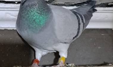 Colombófilas: Triunfo de Carlos Padelli en el Campeonato de Fondo y la Escuela Agrotécnica se quedó con la Edición 2023 de la Copa Sociedad Rural de Coronel Pringles