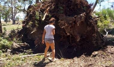 "Sufrimos caída de árboles de más de 130 años, tristísimo"
