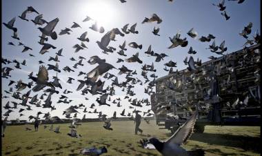 Colombófilas: Los Ganadores fueron la dupla Koch-Aguilar en Novicios y José M. Baschiera en el Preparación 