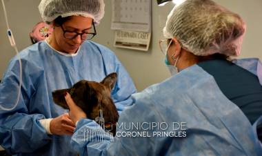 El castrador móvil atenderá todo el mes de agosto en el CAPS Irigoyen