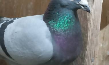 Colombófilas: Rosendo Sosa y José M. Baschiera ganadores en Pichones y Mixto respectivamente